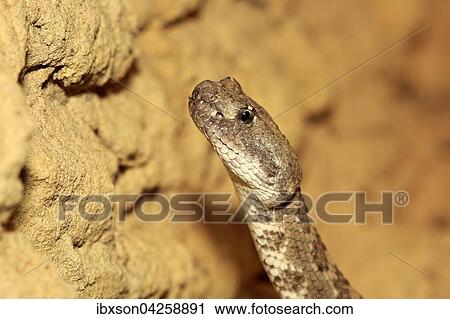 Westliche Klapperschlange, Prarieklapperschlange, (Crotalus viridis), adult, Portrait, Vorkommen in Nordamerika, captive View Large Photo Image Stock Image - Westliche Klapperschlange, Prarieklapperschlange, (Crotalus viridis), adult, Portrait, Vorkommen in Nordamerika, captive. Fotosearch