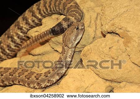 Stock Image - Westliche Klapperschlange, Prarieklapperschlange mit Rassel, (Crotalus viridis), adult, Vorkommen in Nordamerika, captive. Fotosearch