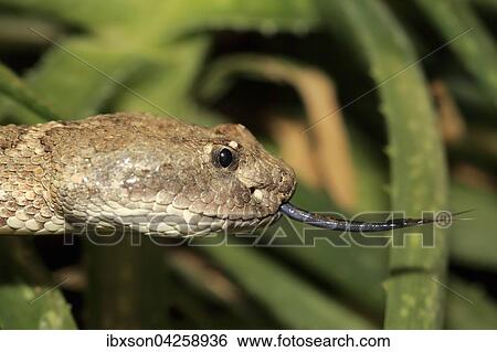 Westliche Klapperschlange, Prarieklapperschlange, (Crotalus viridis), adult, Portrait, zungelnd, Vorkommen in Nordamerika, captive View Large Photo Image Stock Photograph - Westliche Klapperschlange, Prarieklapperschlange, (Crotalus viridis), adult, Portrait, zungelnd, Vorkommen in Nordamerika, captive. Fotosearch