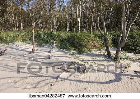 Weststrand und Darsser Wald an der Ostsee, Born auf dem Darss, Fischland-Darss-Zingst, Nationalpark Vorpommersche Boddenlandschaft, Mecklenburg-Vorpommern, Deutschland, Europa View Large Photo Image Stock Photo - Weststrand und Darsser Wald an der Ostsee, Born auf dem Darss, Fischland-Darss-Zingst, Nationalpark Vorpommersche Boddenlandschaft, Mecklenburg-Vorpommern, Deutschland, Europa. Fotosearch