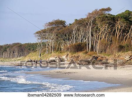 Weststrand und Darsser Wald an der Ostsee, Born am Fischland-Darss-Zingst, Nationalpark Vorpommersche Boddenlandschaft, Mecklenburg-Vorpommern, Deutschland, Europa View Large Photo Image Stock Photo - Weststrand und Darsser Wald an der Ostsee, Born am Fischland-Darss-Zingst, Nationalpark Vorpommersche Boddenlandschaft, Mecklenburg-Vorpommern, Deutschland, Europa. Fotosearch
