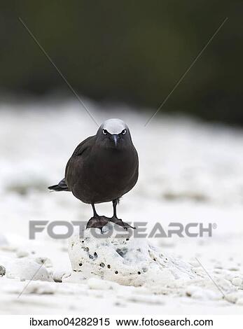 White capped noddy (Anous Minutus), Vogel, auf Koralle, Lady Elliott Island, Queensland, Great Barrier Reef, Australien, Ozeanien View Large Photo Image Stock Photography - White capped noddy (Anous Minutus), Vogel, auf Koralle, Lady Elliott Island, Queensland, Great Barrier Reef, Australien, Ozeanien. Fotosearch
