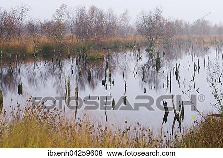 Wiedervernasstes Moor, Bargerveen, Provinz Drenthe, Niederlande, Europa View Large Photo Image Stock Photo - Wiedervernasstes Moor, Bargerveen, Provinz Drenthe, Niederlande, Europa. Fotosearch