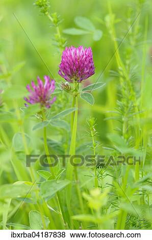 Wiesen-Klee (Trifolium pratense) auch Rot-Klee, Blutenstand, Nordrhein-Westfalen, Deutschland, Europa View Large Photo Image Stock Photo - Wiesen-Klee (Trifolium pratense) auch Rot-Klee, Blutenstand, Nordrhein-Westfalen, Deutschland, Europa. Fotosearch