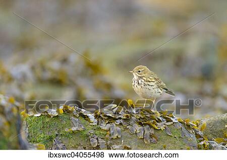 Wiesenpieper (Anthus pratensis) auf mit Seetang bedecktem Stein am Strand, Helgoland, Schleswig-Holstein, Deutschland, Europa View Large Photo Image Stock Photo - Wiesenpieper (Anthus pratensis) auf mit Seetang bedecktem Stein am Strand, Helgoland, Schleswig-Holstein, Deutschland, Europa. Fotosearch