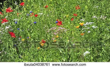 Wildblumenwiese, Bayern, Deutschland, Europa View Large Photo Image Stock Image - Wildblumenwiese, Bayern, Deutschland, Europa. Fotosearch