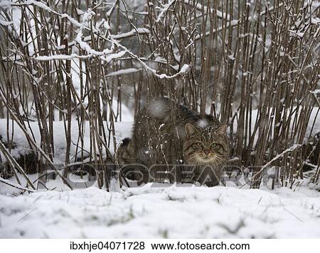 Wildkatze (Felis silvestris), Hunsruck, Rheinland-Pfalz, Deutschland, Europa View Large Photo Image Stock Photo - Wildkatze (Felis silvestris), Hunsruck, Rheinland-Pfalz, Deutschland, Europa. Fotosearch