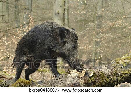 Wildschwein (Sus scrofa) auf der Nahrungssuche an einem morschen Baumstamm, captive, Nordrhein-Westfalen, Deutschland, Europa View Large Photo Image Stock Photo - Wildschwein (Sus scrofa) auf der Nahrungssuche an einem morschen Baumstamm, captive, Nordrhein-Westfalen, Deutschland, Europa. Fotosearch