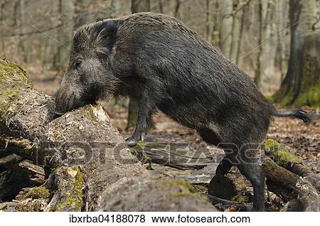 Wildschwein (Sus scrofa) auf der Nahrungssuche an einem morschen Baumstamm, captive, Nordrhein-Westfalen, Deutschland, Europa View Large Photo Image Stock Photo - Wildschwein (Sus scrofa) auf der Nahrungssuche an einem morschen Baumstamm, captive, Nordrhein-Westfalen, Deutschland, Europa. Fotosearch