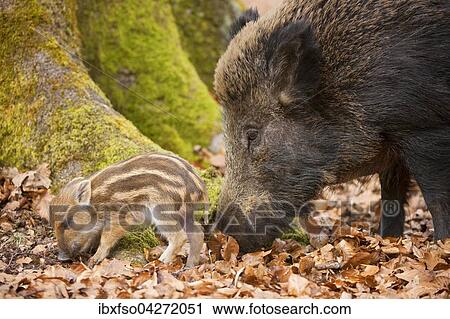 Wildschwein (Sus scrofa), Bache und Frischling, captive, Nordrhein-Westfalen, Deutschland, Europa View Large Photo Image Stock Image - Wildschwein (Sus scrofa), Bache und Frischling, captive, Nordrhein-Westfalen, Deutschland, Europa. Fotosearch