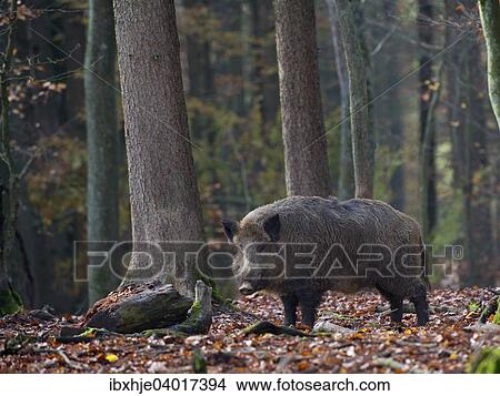 Picture - Wildschwein (Sus scrofa), Daun, Rheinland-Pfalz, Deutschland, Europa. Fotosearch