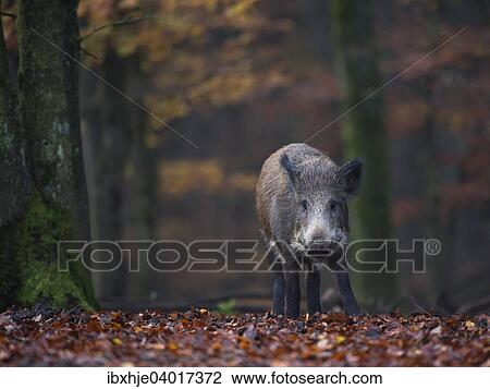 Wildschwein (Sus scrofa), Daun, Rheinland-Pfalz, Deutschland, Europa View Large Photo Image Stock Image - Wildschwein (Sus scrofa), Daun, Rheinland-Pfalz, Deutschland, Europa. Fotosearch