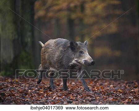 Wildschwein (Sus scrofa), Daun, Rheinland-Pfalz, Deutschland, Europa View Large Photo Image Stock Photo - Wildschwein (Sus scrofa), Daun, Rheinland-Pfalz, Deutschland, Europa. Fotosearch