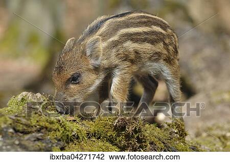 Wildschwein (Sus scrofa), Frischling auf einem bemoosten Baumstamm, captive, Nordrhein-Westfalen, Deutschland, Europa View Large Photo Image Stock Image - Wildschwein (Sus scrofa), Frischling auf einem bemoosten Baumstamm, captive, Nordrhein-Westfalen, Deutschland, Europa. Fotosearch