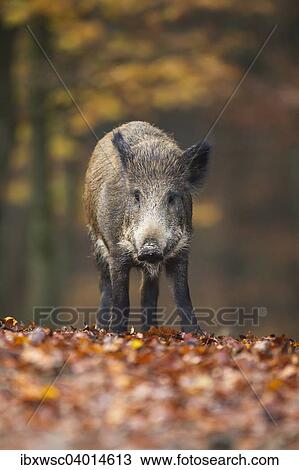 Wildschwein (Sus scrofa), Vulkaneifel, Eifel, Rheinland-Pfalz, Deutschland, Europa View Large Photo Image Stock Image - Wildschwein (Sus scrofa), Vulkaneifel, Eifel, Rheinland-Pfalz, Deutschland, Europa. Fotosearch