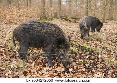 Wildschweine (Sus scrofa), Bachen, captive, Nordrhein-Westfalen, Deutschland, Europa View Large Photo Image Stock Image - Wildschweine (Sus scrofa), Bachen, captive, Nordrhein-Westfalen, Deutschland, Europa. Fotosearch