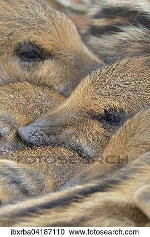 Wildschweine (Sus scrofa), Frischlinge warmen sich gegenseitig, Portrait, captive, Nordrhein-Westfalen, Deutschland, Europa View Large Photo Image Stock Image - Wildschweine (Sus scrofa), Frischlinge warmen sich gegenseitig, Portrait, captive, Nordrhein-Westfalen, Deutschland, Europa. Fotosearch