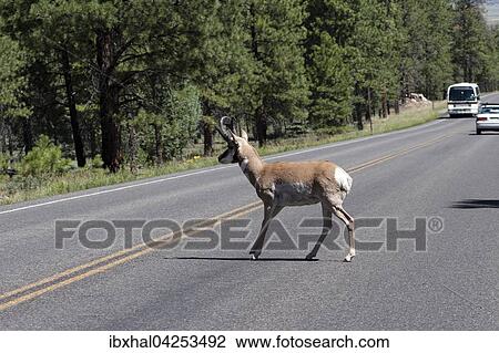 Wildwechsel, Pronghorn Antilope (Antilocapra americana) uberquert die Strasse, Bryce Canyon Nationalpark, Utah, USA, Nordamerika View Large Photo Image Stock Image - Wildwechsel, Pronghorn Antilope (Antilocapra americana) uberquert die Strasse, Bryce Canyon Nationalpark, Utah, USA, Nordamerika. Fotosearch