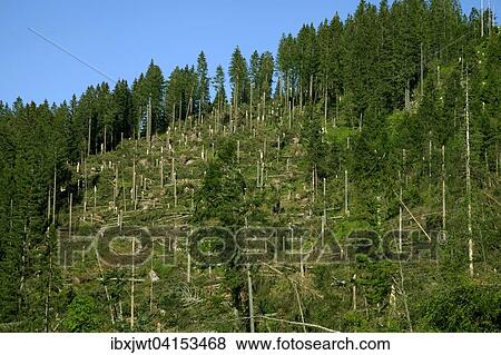 Windbruch, Sturmschaden, Fichtenwald, Feldberg, Schwarzwald, Baden-Wurttemberg, Deutschland, Europa View Large Photo Image Stock Photo - Windbruch, Sturmschaden, Fichtenwald, Feldberg, Schwarzwald, Baden-Wurttemberg, Deutschland, Europa. Fotosearch