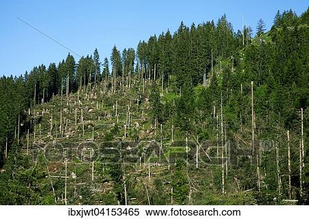 Windbruch, Sturmschaden, Fichtenwald, Feldberg, Schwarzwald, Baden-Wurttemberg, Deutschland, Europa View Large Photo Image Stock Photography - Windbruch, Sturmschaden, Fichtenwald, Feldberg, Schwarzwald, Baden-Wurttemberg, Deutschland, Europa. Fotosearch
