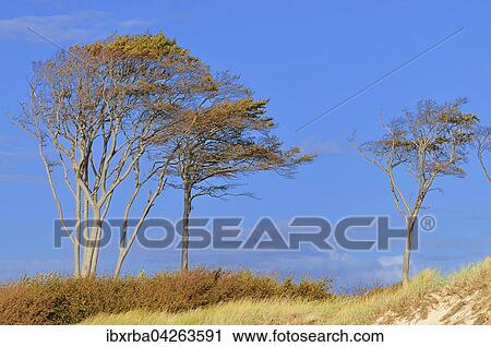 Stock Image - Windfluchter, Rotbuchen (Fagus sylvatica) am Weststrand, Darss, Nationalpark Vorpommersche Boddenlandschaft, Mecklenburg-Vorpommern, Deutschland, Europa. Fotosearch