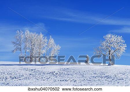 Stock Image - Winterlandschaft mit Baumen, Zugerberg, Kanton Zug, Schweiz, Europa. Fotosearch