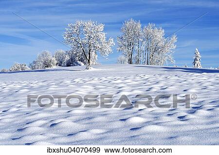 Stock Photo - Winterlandschaft mit Baumen, Zugerberg, Kanton Zug, Schweiz, Europa. Fotosearch