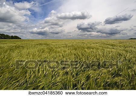 Wogendes Gerstenfeld (Hordeum) mit Wolkenhimmel, Bayern, Deutschland, Europa View Large Photo Image Stock Image - Wogendes Gerstenfeld (Hordeum) mit Wolkenhimmel, Bayern, Deutschland, Europa. Fotosearch