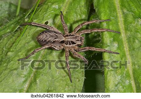 Stock Image - Wolfsspinne (Alopecosa striatipes) beim Sonnen, Baden-Wurttemberg, Deutschland, Europa. Fotosearch