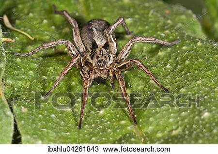 Stock Image - Wolfsspinne (Alopecosa striatipes) beim Sonnen, Baden-Wurttemberg, Deutschland, Europa. Fotosearch