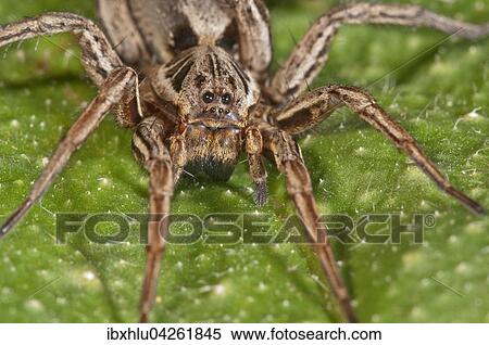 Stock Photography - Wolfsspinne (Alopecosa striatipes), Portrat, Baden-Wurttemberg, Deutschland, Europa. Fotosearch