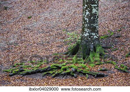 Wurzeln einer Buche, Regionalpark Monte Cucco, Umbrien, Italien, Europa View Large Photo Image Stock Image - Wurzeln einer Buche, Regionalpark Monte Cucco, Umbrien, Italien, Europa. Fotosearch