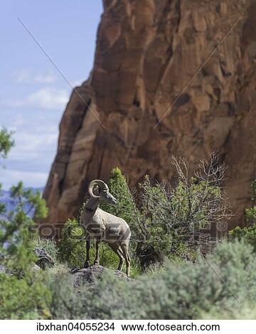Wusten-Dickhornschaf (Ovis canadensis nelsoni), Colorado National Monument, Grand Junction, Colorado, USA, Nordamerika View Large Photo Image Picture - Wusten-Dickhornschaf (Ovis canadensis nelsoni), Colorado National Monument, Grand Junction, Colorado, USA, Nordamerika. Fotosearch