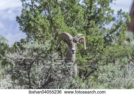 Wusten-Dickhornschaf (Ovis canadensis nelsoni), Colorado National Monument, Grand Junction, Colorado, USA, Nordamerika View Large Photo Image Stock Photograph - Wusten-Dickhornschaf (Ovis canadensis nelsoni), Colorado National Monument, Grand Junction, Colorado, USA, Nordamerika. Fotosearch