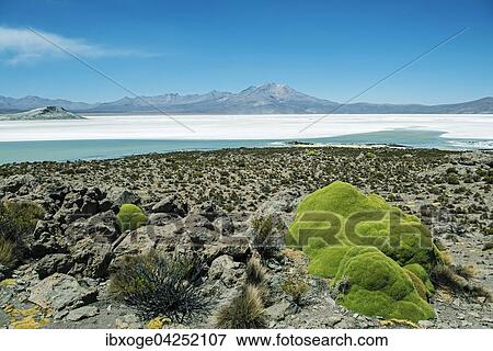 Stock Photo - Wusten-Pflanze Yareta, auch Llareta (Azorella compacta), hinten Salzsee, Monumento Natural Salar de Surire, Region Arica y Parinacota, Nordchile, Chile, Sudamerika. Fotosearch