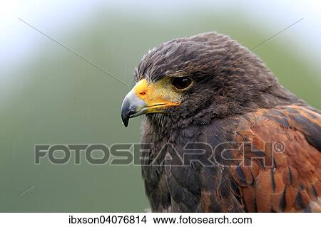 Wustenbussard (Parabuteo unicinctus), adult, captive, Deutschland, Europa View Large Photo Image Picture - Wustenbussard (Parabuteo unicinctus), adult, captive, Deutschland, Europa. Fotosearch