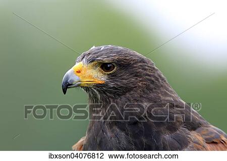 Stock Image - Wustenbussard (Parabuteo unicinctus), adult, captive, Deutschland, Europa. Fotosearch