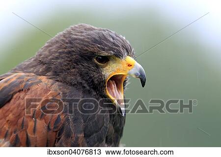 Wustenbussard (Parabuteo unicinctus), adult, rufend, captive, Deutschland, Europa View Large Photo Image Stock Image - Wustenbussard (Parabuteo unicinctus), adult, rufend, captive, Deutschland, Europa. Fotosearch