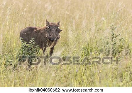 Wustenwarzenschwein (Wustenwarzenschwein), Murchison-Falls-Nationalpark, Uganda, Afrika View Large Photo Image Stock Image - Wustenwarzenschwein (Wustenwarzenschwein), Murchison-Falls-Nationalpark, Uganda, Afrika. Fotosearch