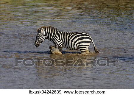 Zebra (Equus quagga) durchquert einen Fluss, Masai Mara, Narok County, Kenia, Afrika View Large Photo Image Stock Photo - Zebra (Equus quagga) durchquert einen Fluss, Masai Mara, Narok County, Kenia, Afrika. Fotosearch