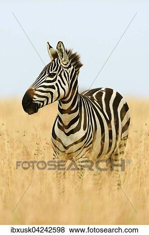 Zebra (Equus quagga) im hohen Gras im Morgenlicht, Masai Mara, Narok County, Kenia, Afrika View Large Photo Image Stock Photo - Zebra (Equus quagga) im hohen Gras im Morgenlicht, Masai Mara, Narok County, Kenia, Afrika. Fotosearch