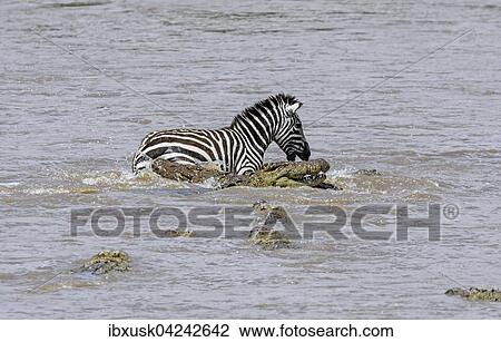 Zebra (Equus quagga) wird von Nilkrokodilen (Crocodylus niloticus) gejagt beim Durchqueren des Flusses, Mara River, Masai Mara, Narok County, Kenia, Afrika View Large Photo Image Stock Image - Zebra (Equus quagga) wird von Nilkrokodilen (Crocodylus niloticus) gejagt beim Durchqueren des Flusses, Mara River, Masai Mara, Narok County, Kenia, Afrika. Fotosearch