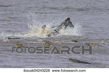 Zebra (Equus quagga) wird von Nilkrokodilen (Crocodylus niloticus) gejagt beim Durchqueren des Flusses, Mara River, Masai Mara, Narok County, Kenia, Afrika View Large Photo Image Stock Photo - Zebra (Equus quagga) wird von Nilkrokodilen (Crocodylus niloticus) gejagt beim Durchqueren des Flusses, Mara River, Masai Mara, Narok County, Kenia, Afrika. Fotosearch