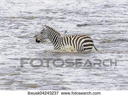 Zebra (Equus quagga) wird von Nilkrokodilen (Crocodylus niloticus) verfolgt beim Durchqueren des Flusses, Mara River, Masai Mara, Narok County, Kenia, Afrika View Large Photo Image Stock Photo - Zebra (Equus quagga) wird von Nilkrokodilen (Crocodylus niloticus) verfolgt beim Durchqueren des Flusses, Mara River, Masai Mara, Narok County, Kenia, Afrika. Fotosearch