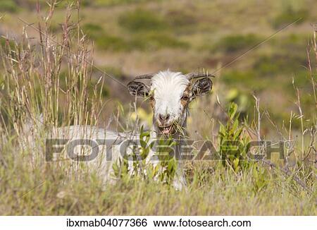 Stock Photograph - Ziege (Capra) frisst Gras, hohes Gras, La Palma, Kanarische Inseln, Spanien, Europa. Fotosearch