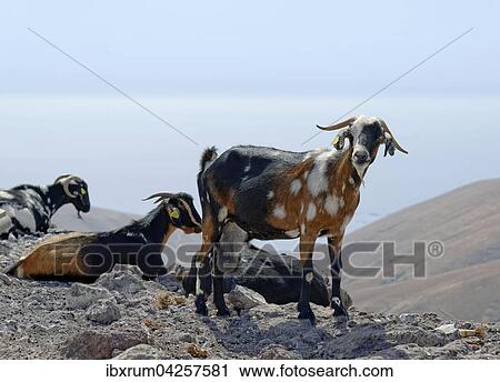 Ziegen am Baranco la Huguera, Femes, Lanzarote, Kanarische Inseln, Spanien, Europa View Large Photo Image Stock Image - Ziegen am Baranco la Huguera, Femes, Lanzarote, Kanarische Inseln, Spanien, Europa. Fotosearch