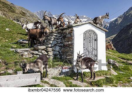 Ziegen bei einer kleinen Kapelle, Zieltal unterhalb der Sattelspitz, Meraner Land, Sudtirol, Trentino-Sudtirol, Alpen, Italien, Europa View Large Photo Image Stock Photograph - Ziegen bei einer kleinen Kapelle, Zieltal unterhalb der Sattelspitz, Meraner Land, Sudtirol, Trentino-Sudtirol, Alpen, Italien, Europa. Fotosearch