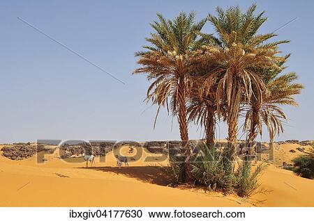 Ziegen unter Dattelpalmen im Sand, Oase Rachid, Region Tagant, Mauretanien, Afrika View Large Photo Image Stock Image - Ziegen unter Dattelpalmen im Sand, Oase Rachid, Region Tagant, Mauretanien, Afrika. Fotosearch