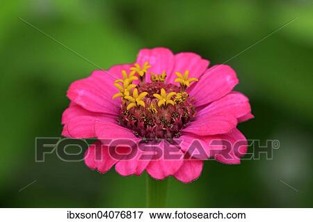 Zinnie (Zinnia elegans), Blute, Deutschland, Europa View Large Photo Image Stock Photo - Zinnie (Zinnia elegans), Blute, Deutschland, Europa. Fotosearch
