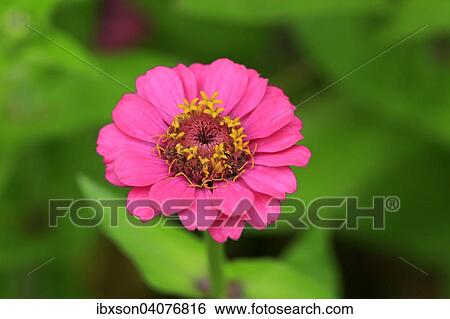 Zinnie (Zinnia elegans), Blute, Deutschland, Europa View Large Photo Image Stock Photograph - Zinnie (Zinnia elegans), Blute, Deutschland, Europa. Fotosearch